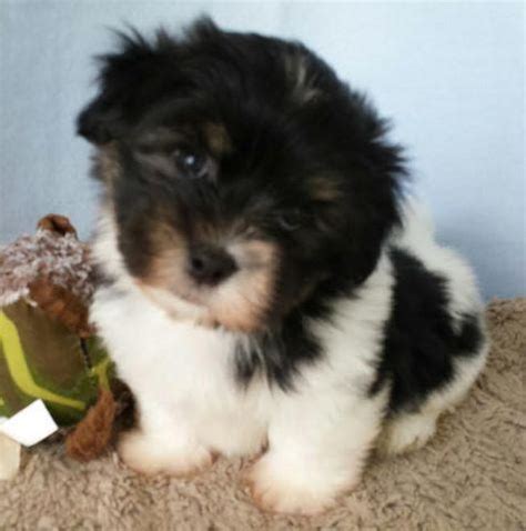 One of the oldest havanese breeders of the havanese in florida. 3 AKC Havanese male puppies for Sale in Ocala, Florida ...