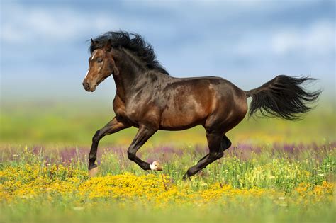 Bay Stallion Run Gallop On Flower Gallop Stallion Horses