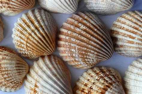 Sea Shells Close Up Free Stock Photo Public Domain Pictures