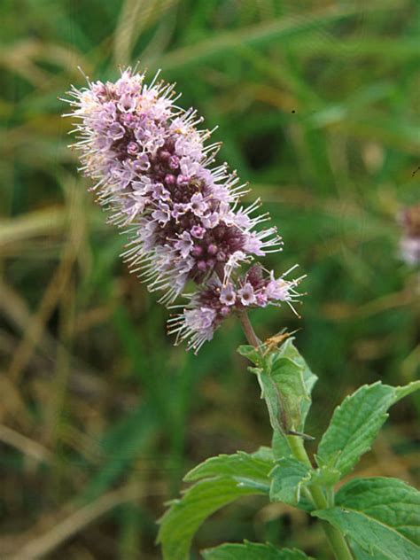 Mentha Lonolia Horse Mint World Of Flowering Plants