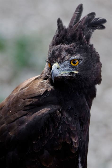 Long Crested Eagle Birds Of Prey Eagle Zoo Animals