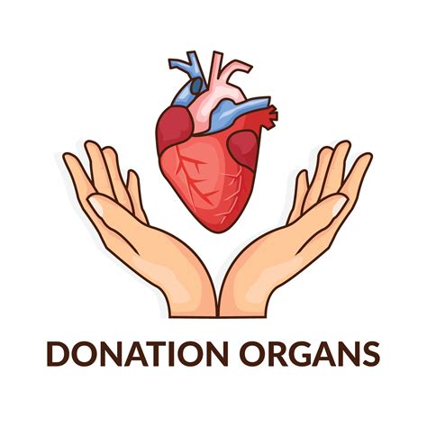 Donation Organs Donation Heart For Cardiac Transplantation 3227091