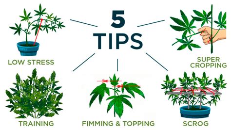 5 Top Tips On Training Your Cannabis Plants Fast Buds