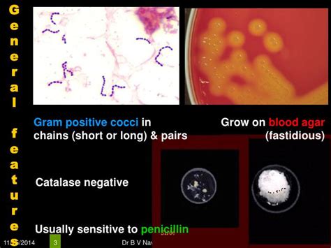 Ppt Gram Positive Cocci Gpc Powerpoint Presentation Id6660508