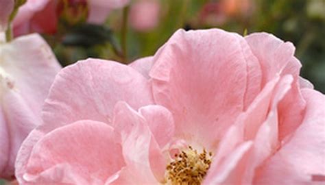 Small leaf like parts at the base of the petals. The Parts of a Rose Flower | Garden Guides