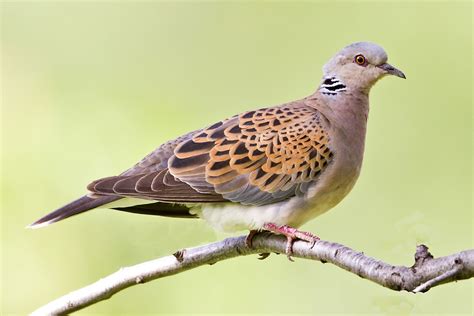 Petition Dont Let Farmers Kill Off Turtle Doves Focusing On Wildlife