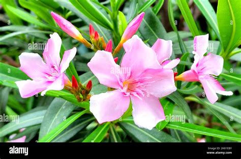 A Closeup Of Nerium Oleander Beautiful Pink Flowers Stock Photo Alamy