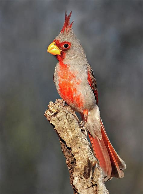 Pyrrhuloxia Photograph By Dave Mills