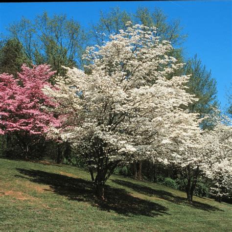 55 Gallon Violet Oklahoma Redbud Flowering Tree In Pot