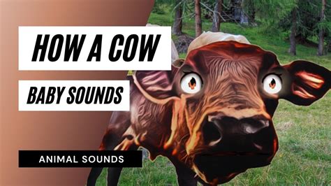 How A Cow Baby Sounds The Animal Sounds How Cow Moo Sound Effect