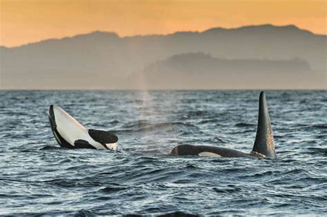 Stories Of The Southern Resident Orcas Defenders Of Wildlife