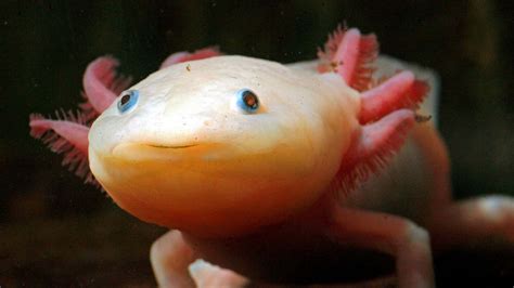 The Axolotl—natures Miracle Healer—is On The Brink Of Extinction