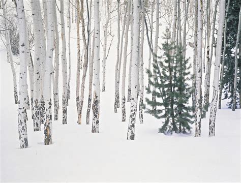 Evergreen And Aspen Trees In Snow H Photograph By John Kieffer