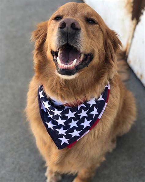 Very American Dog | Dog heaven, American dog, Golden retriever