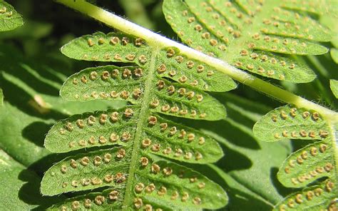 8-17 fern frond spores | Ransomed63 | Flickr