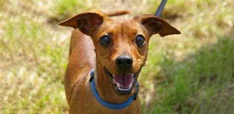 The cat food industry is flooded with options for healthy cats and those with special needs. 5 Best Low Phosphorus Dog Food Brands, Over the Counter ...