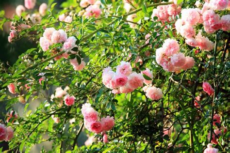 Tender Pink Rambling Rose Free Stock Photo Public Domain Pictures