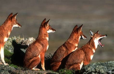 Animals Youve Never Heard Of E Edition Ethiopian Wolf