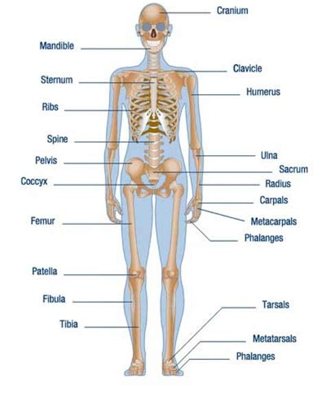 Learn about human body vocabulary in english. parts of the human body clipart 20 free Cliparts ...