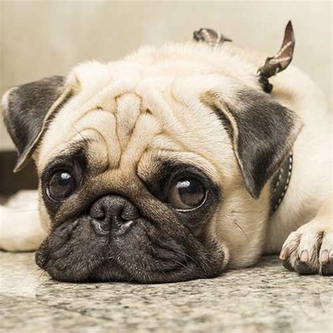 14 Ugly Dog Breeds Uniquely Suited To Capture Your Heart 58 Off