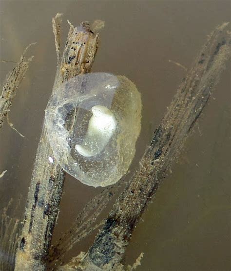 Eggs Of Frogs And Aquatic Salamanders In Calfornia