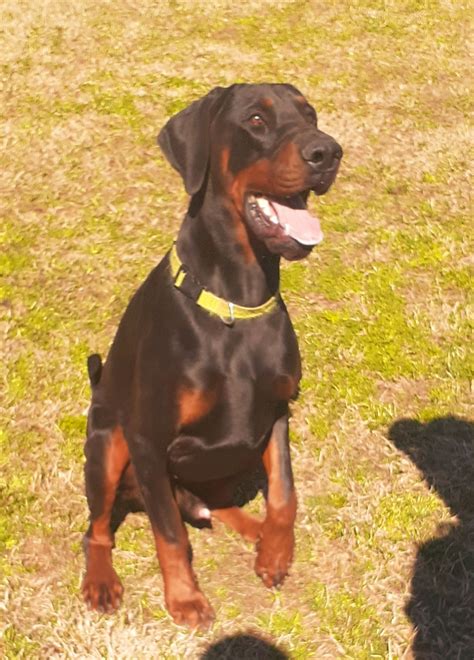 Rayne Creek Dobermans - Doberman Pinscher Puppies for Sale in Chester