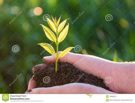Young Green Plant In The Hands New Life Ecology Concept