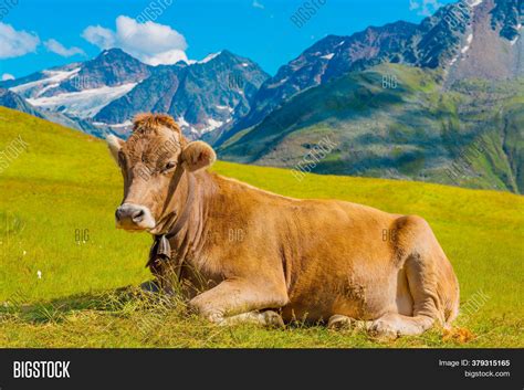 Cow Pasture Alps Image And Photo Free Trial Bigstock