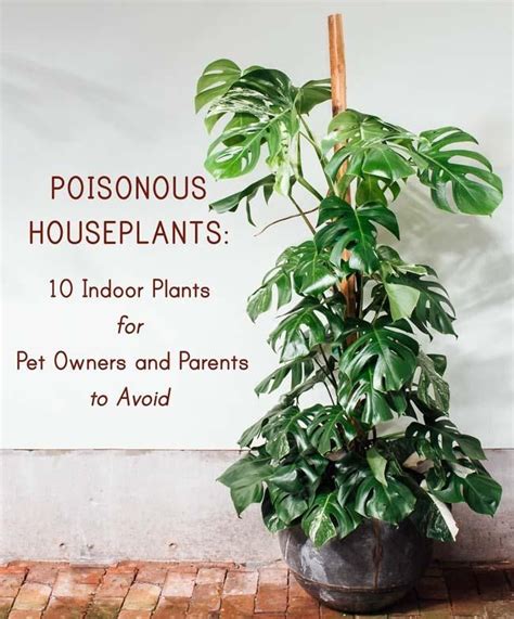 Pin On House Plants