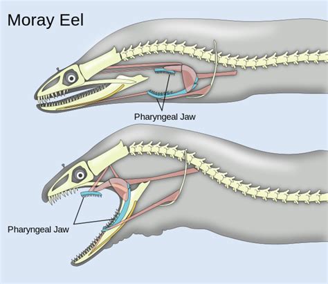 Moray And Wolf Eels Interesting Fish Facts Owlcation