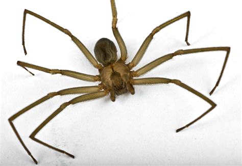 Brown Recluse Spider Locations