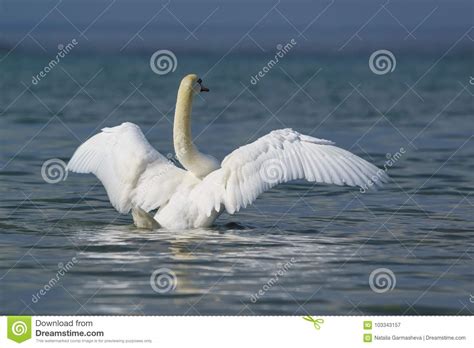Lat Adulto Branco Bonito Da Cisne Muda Asas Do Flapping Do Olor Do