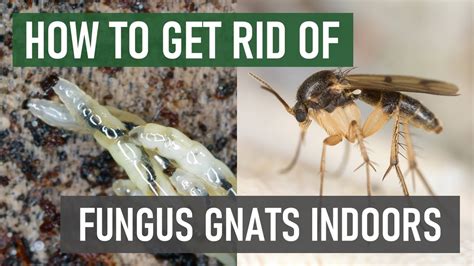 How To Stop Fungus Gnats From Breeding And Spreading Indoors 4 Easy