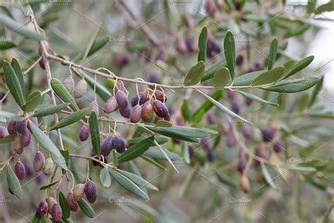 Ripe Olives On Olive Tree Branch Featuring Olive Tree And Harvest