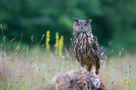 Eurasian Eagle Owl Bubo Bubo Sitting On A Red Fox Stock Photo Image