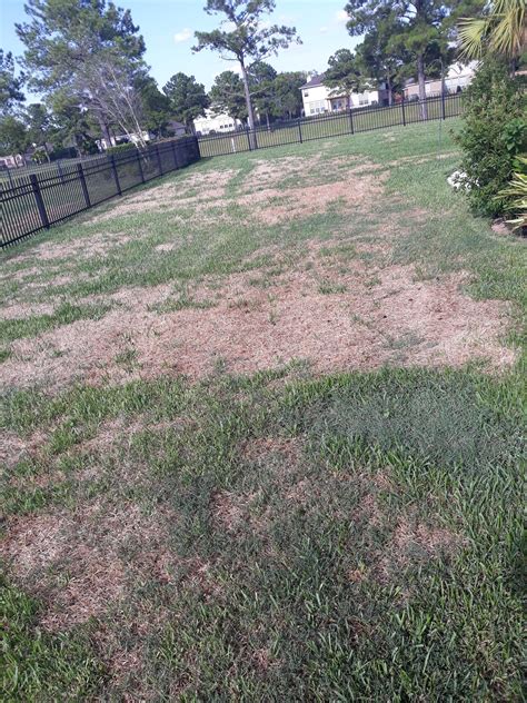 Large Patches Of Dead St Augustine What Are My Options Lawncare
