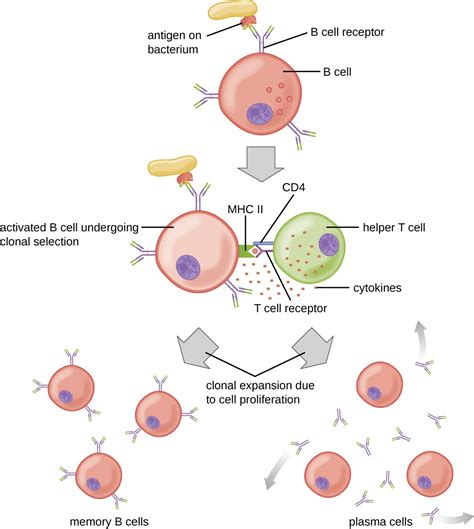 B Lymphocytes And Humoral Immunity Microbiology Health And Disease