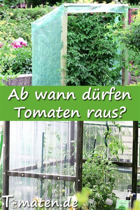 Gerade im sommer, wenn die temperaturen hoch sind, kann hohe luftfeuchtigkeit schnell zu kreislaufproblemen führen. Tomaten sollten vorsichtig an die Temperaturen außerhalb ...
