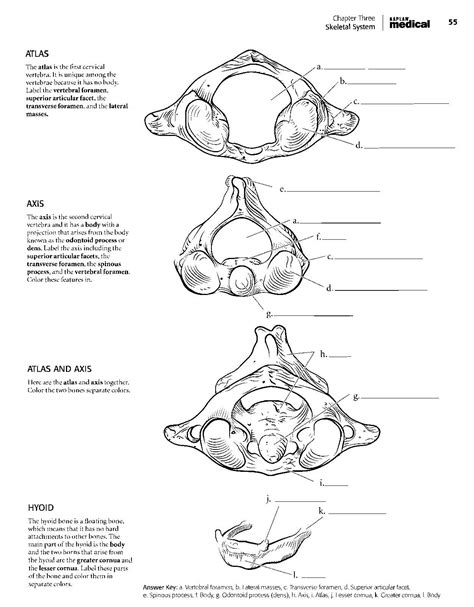 Download Kaplan Anatomy Coloring Book.pdf | Anatomy coloring book, Coloring pages, Coloring books