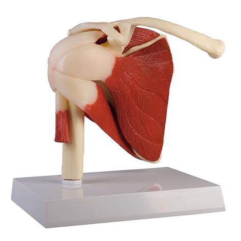 Shoulder Joint Model With Muscles And Stand Erp1205 30