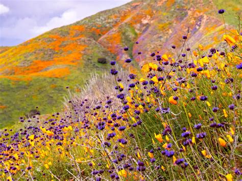 California Bursts Into A Rare ‘super Bloom That Can Be Seen Even From
