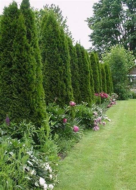 How To Space A Privacy Fence Using Arborvitae Pyramidalis Hunker