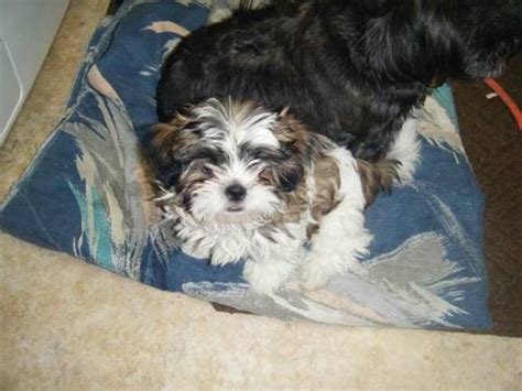 Shih tzus do not shed and are hypoallergenic. ADORABLE PUREBRED SHIH-TZU PUPPIES --6 WEEKS OLD for Sale ...