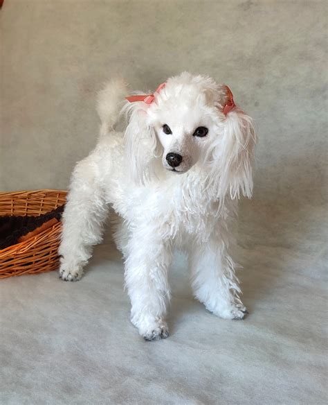 Poodle Realistic Plush Dog Figurine Etsy