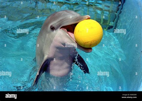 A Dolphin At Sea Life Park On March 28 1997 In Oahu Hawaii Photo By