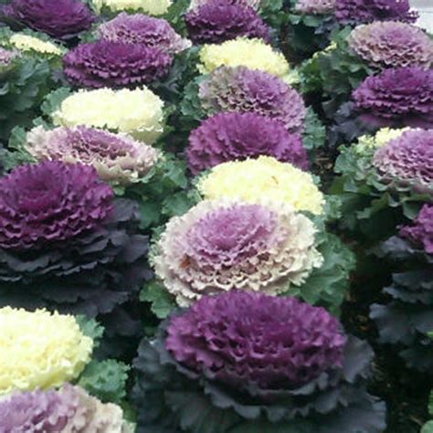 Ornamental Cabbage Flowering Kale Verdego