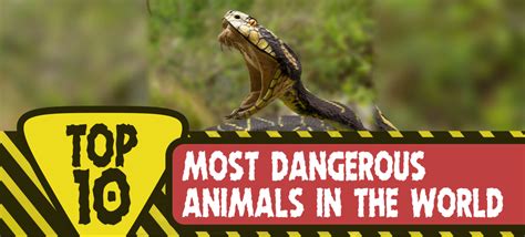 Top 10 Most Dangerous Animals In The World Top Ten