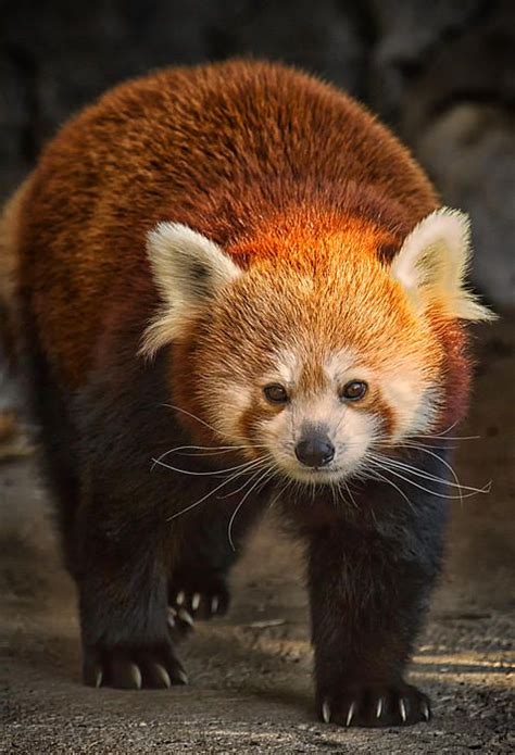 The Red Panda Is A Cousin Of The Raccoon While The More Famous Giant