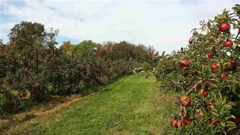 Organic Apple Farming Cultivation Practices Agri Farming