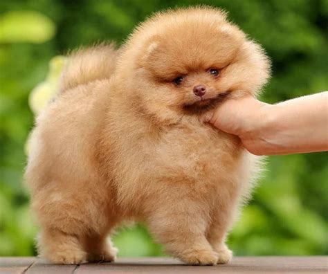 Get To Know All The Colors Of The Pomeranian K9 Web Pomeranian